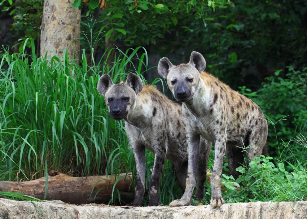 Hyenas
